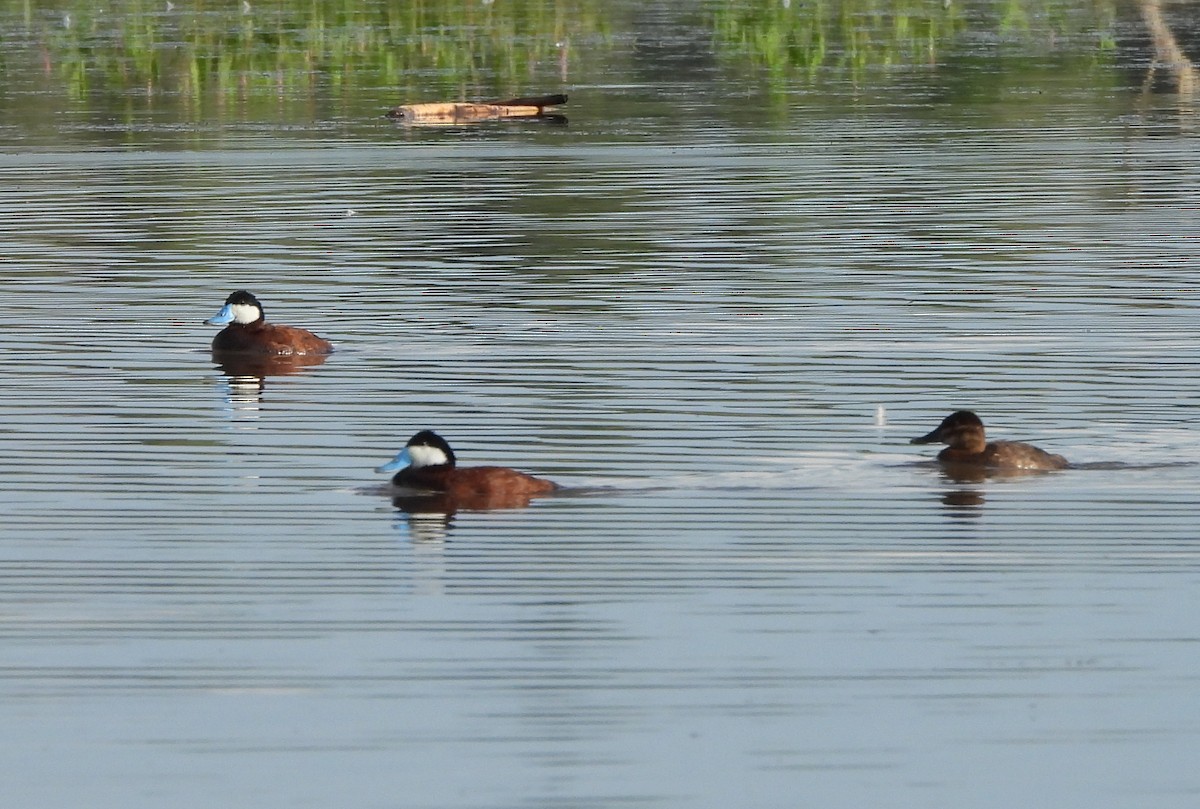 eBird Checklist - 8 Aug 2024 - Prescott--Willow Lake - 48 species (+1 ...