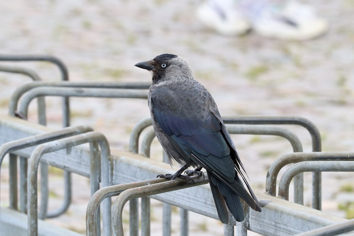 Eurasian Jackdaw - ML622302881