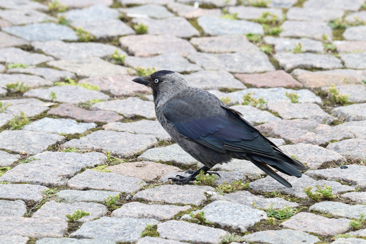 Eurasian Jackdaw - Amanda Damin