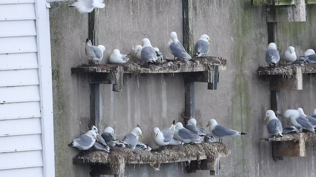 Гурван хуруут цахлай - ML622302886