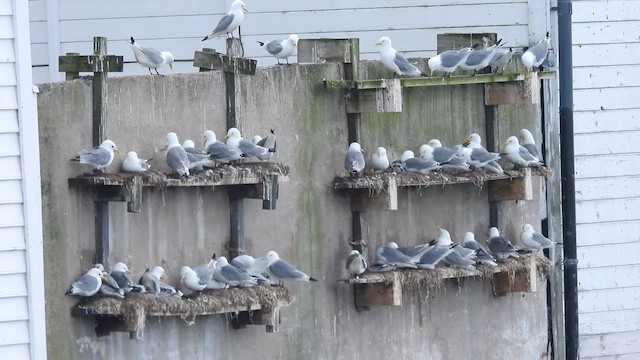 Гурван хуруут цахлай - ML622302892