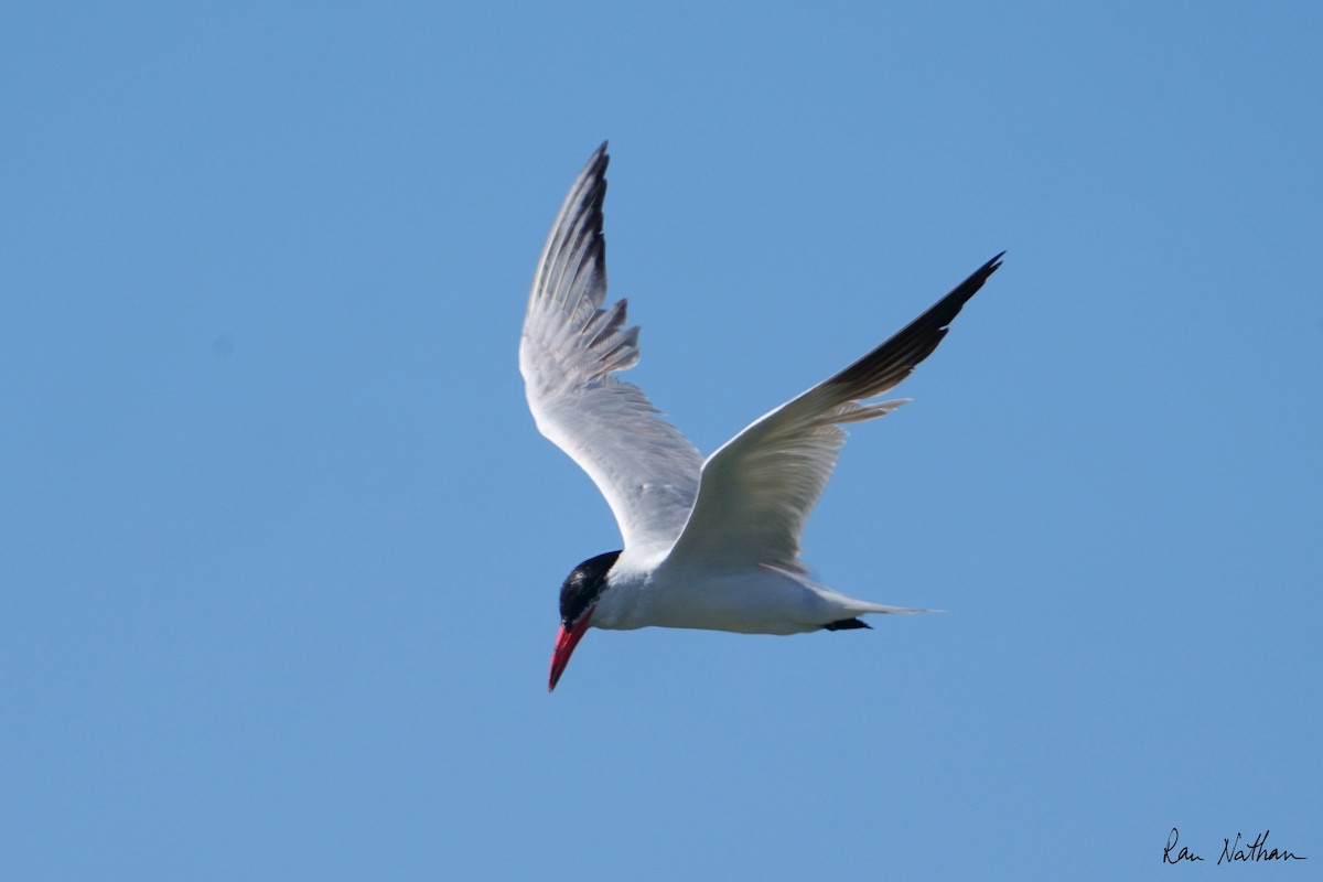 Caspian Tern - ML622302951