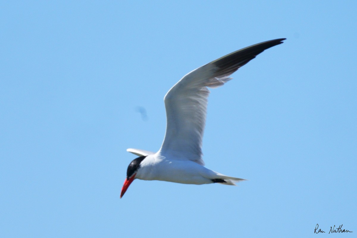 Caspian Tern - ML622302952