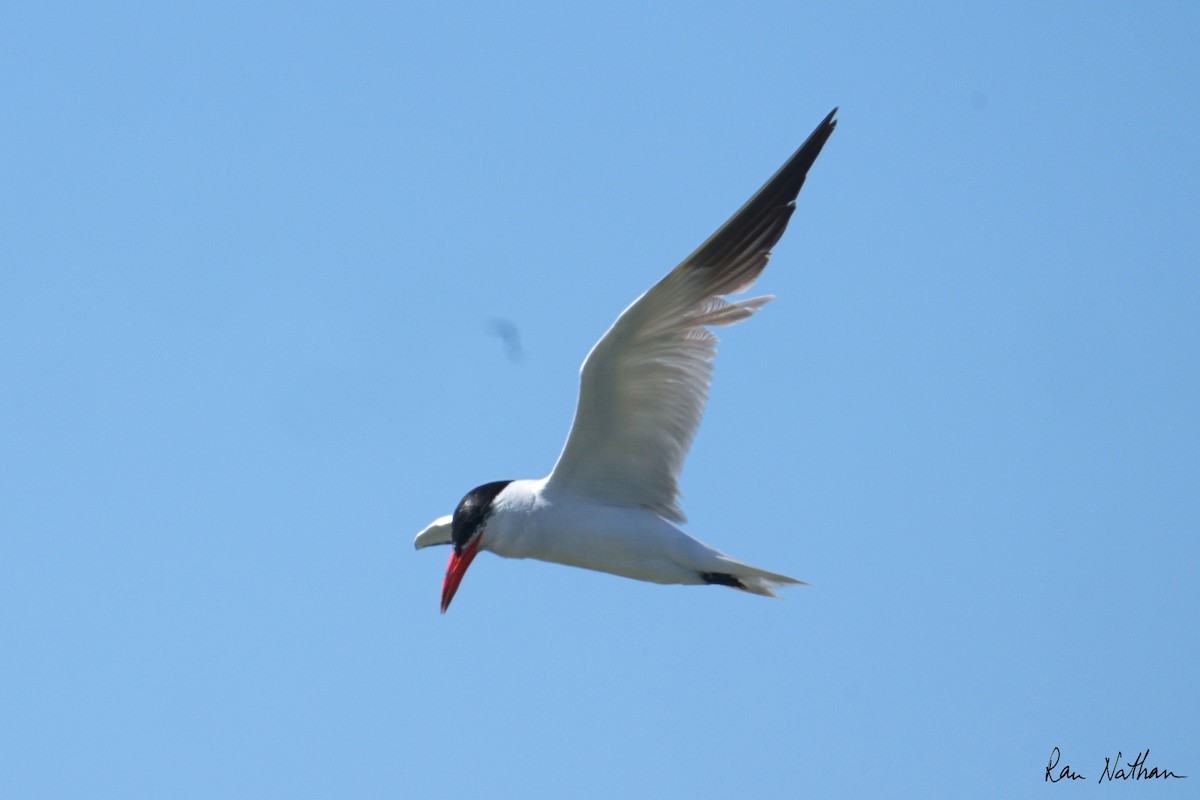 Caspian Tern - ML622302953