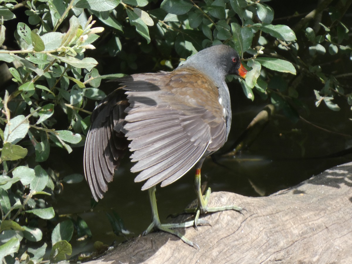 Eurasian Moorhen - ML622303010