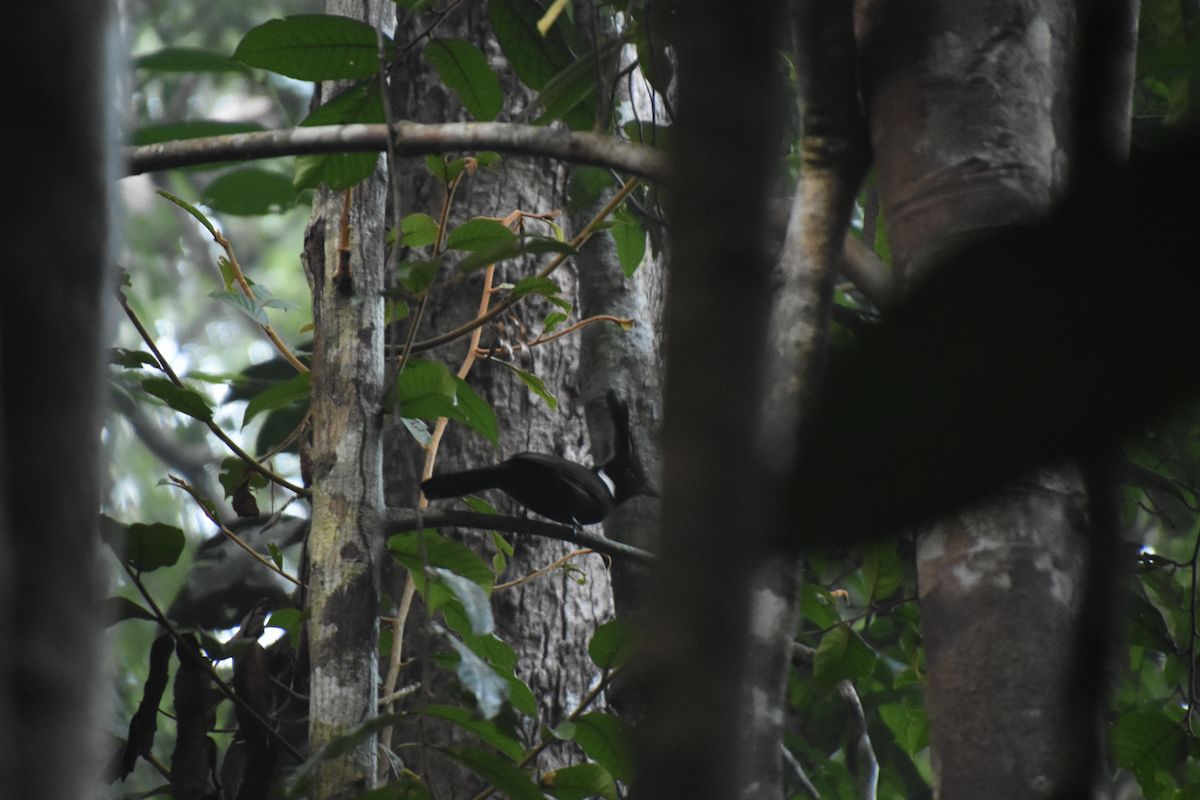 Crested Jayshrike - Adolfo Castro