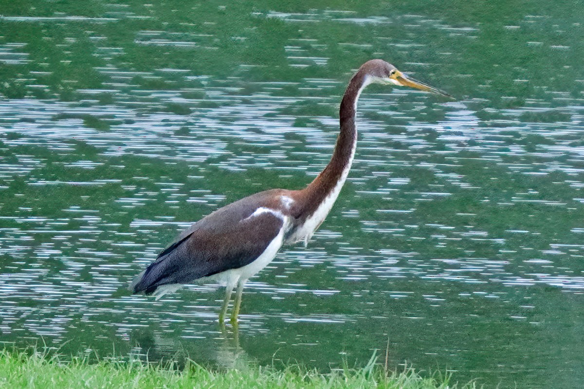 Tricolored Heron - ML622303032