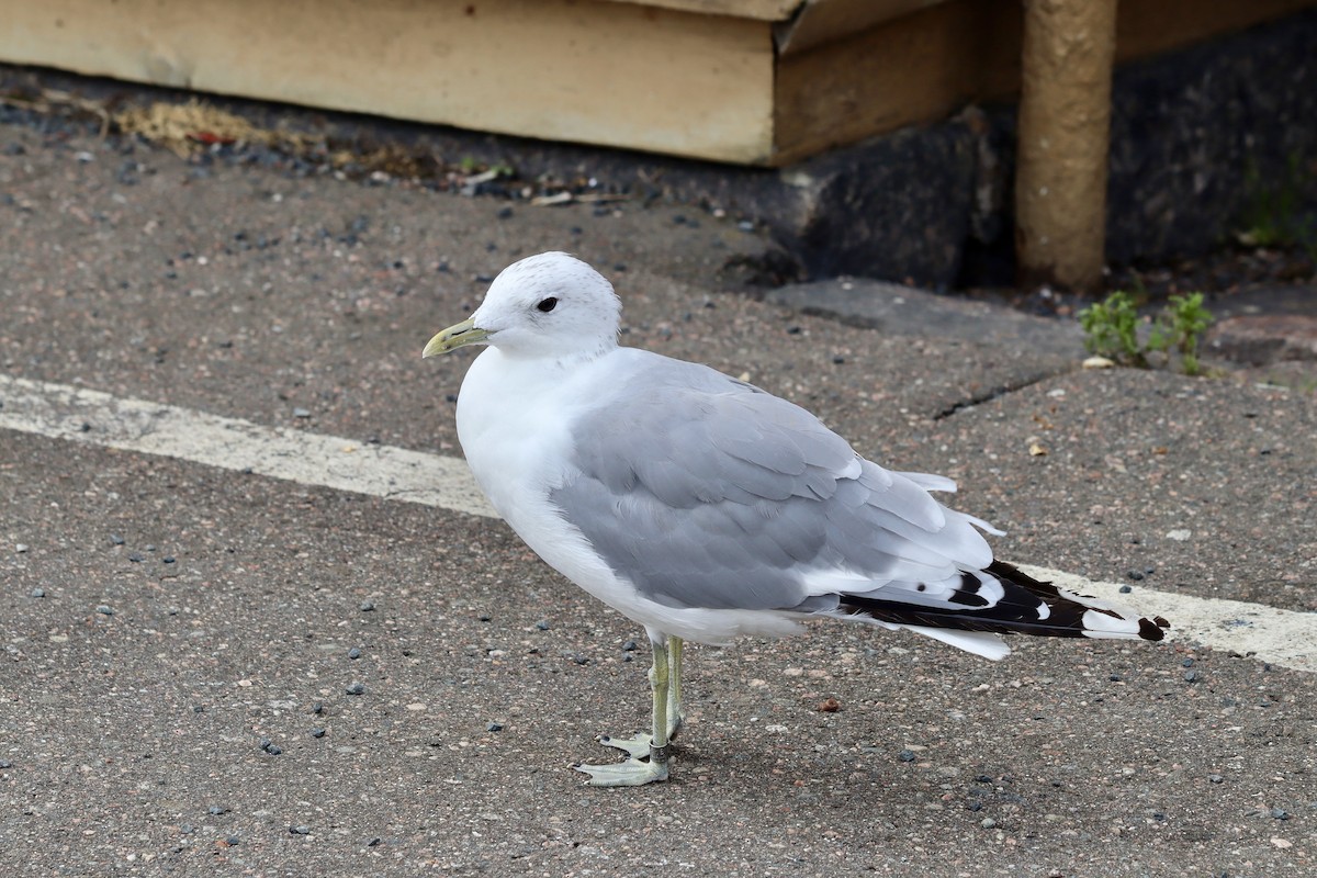 Common Gull (European) - ML622303049