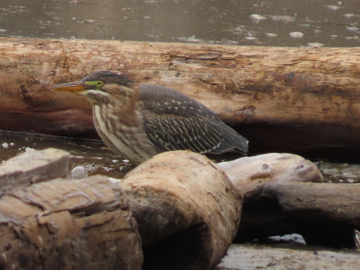 Green Heron - ML622303080