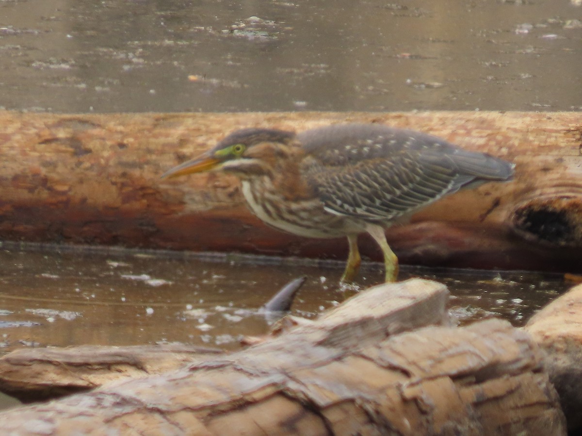 Green Heron - ML622303081