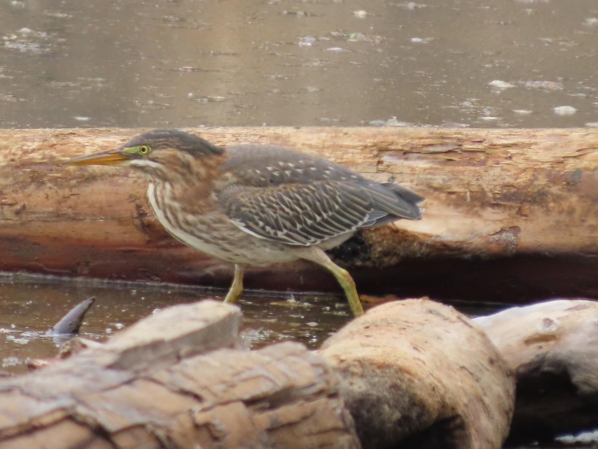 Green Heron - ML622303082