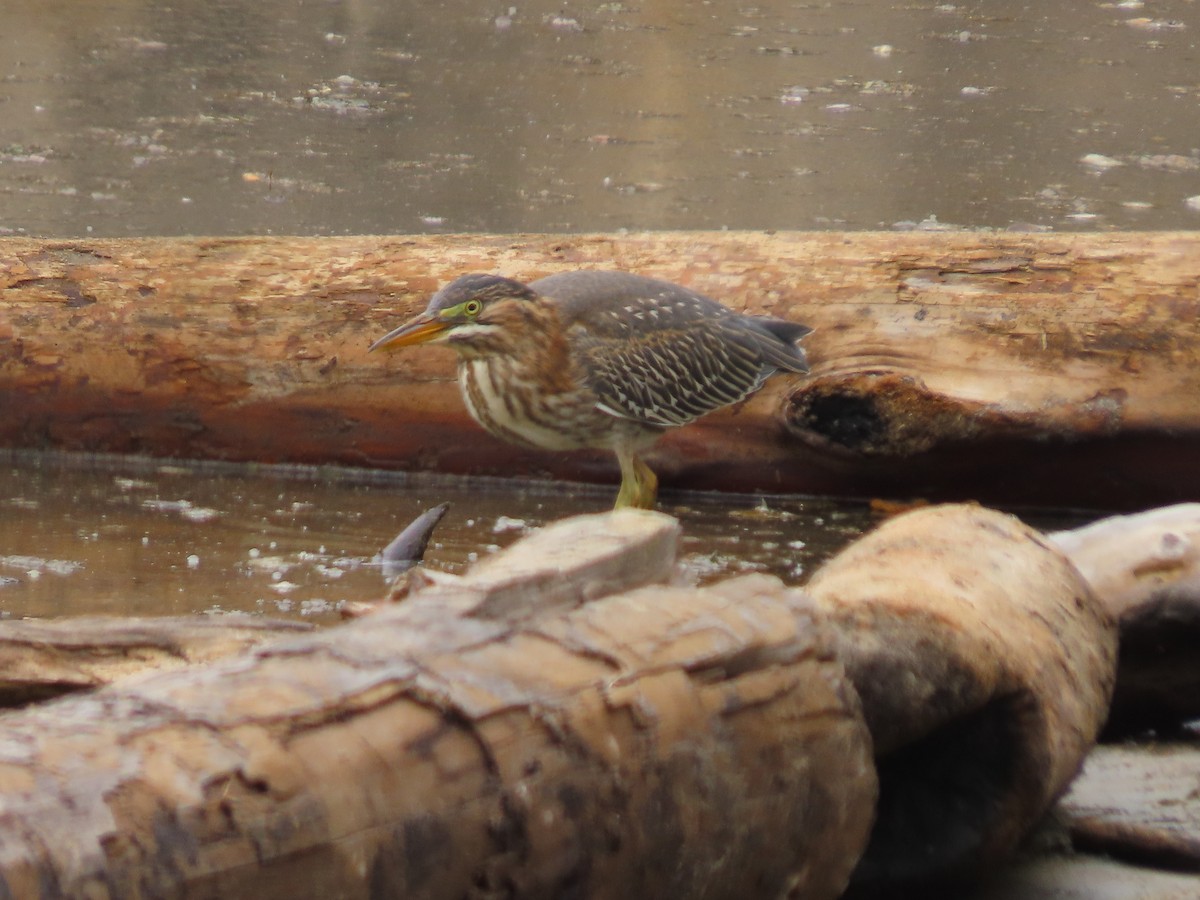 Green Heron - ML622303083