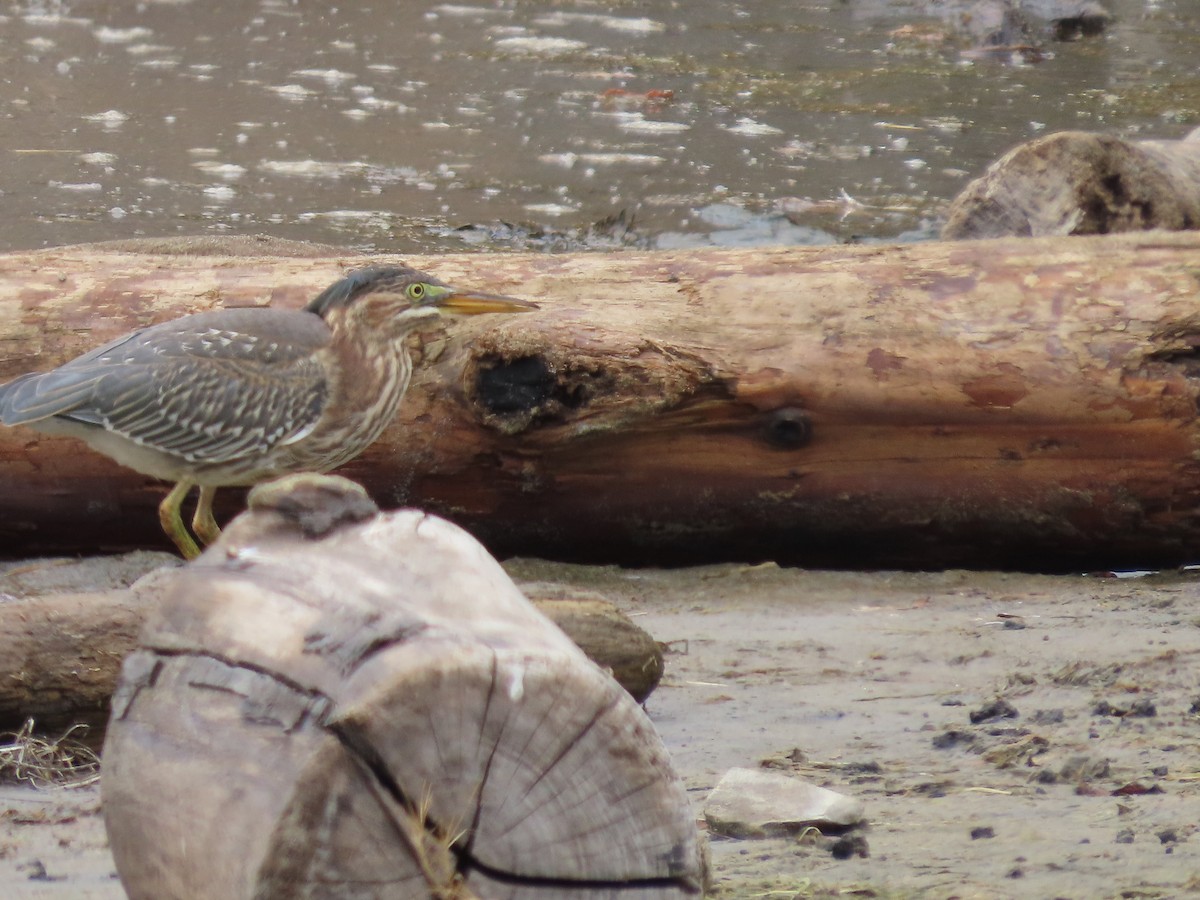 Green Heron - ML622303084