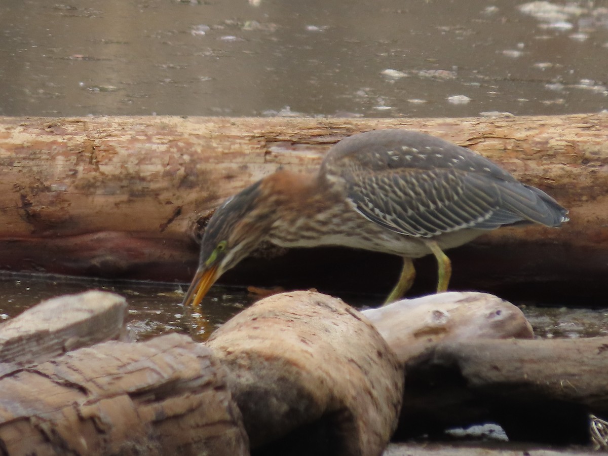 Green Heron - ML622303085