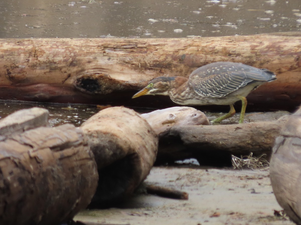 Green Heron - ML622303086