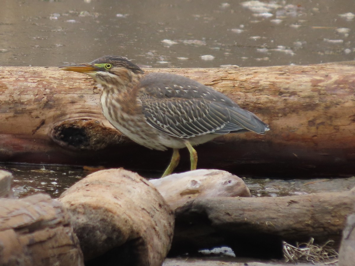 Green Heron - ML622303087