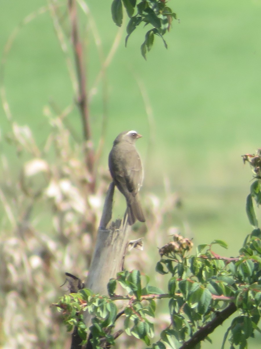 Brown-rumped Seedeater - ML622303088