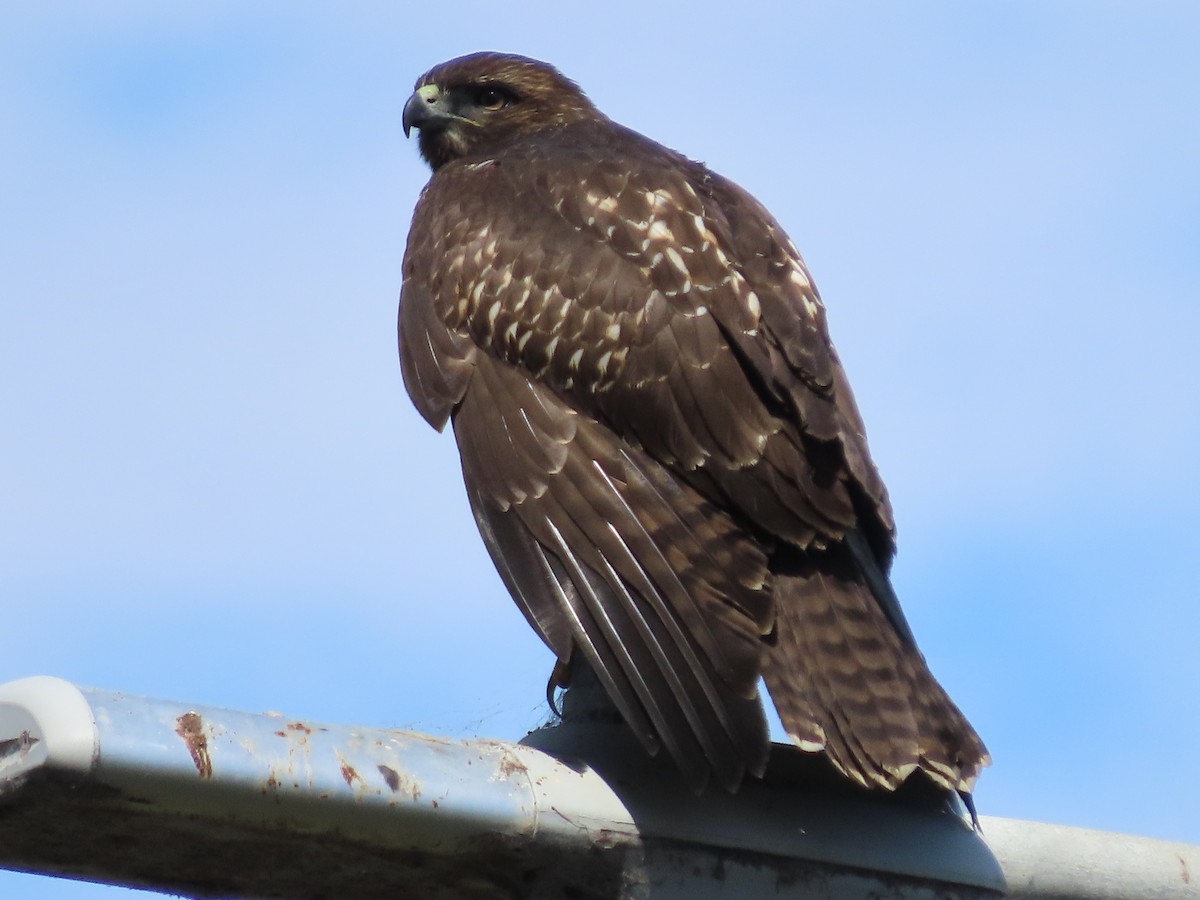 Red-tailed Hawk - ML622303096