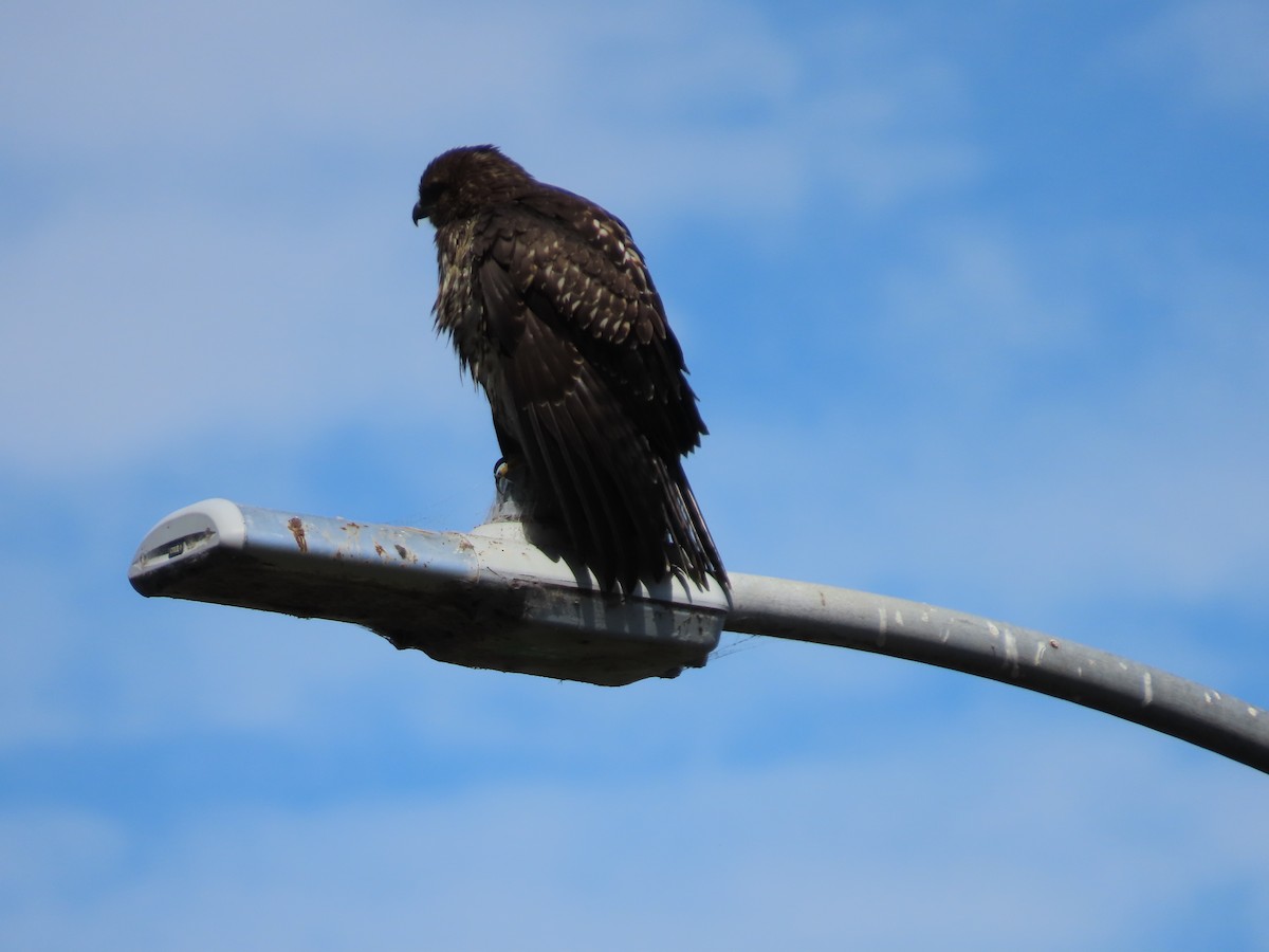 Red-tailed Hawk - ML622303097