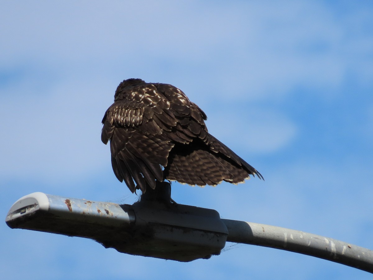 Red-tailed Hawk - ML622303098