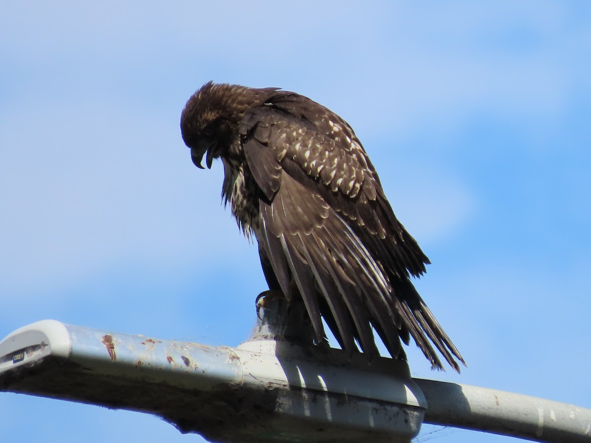 Red-tailed Hawk - ML622303099