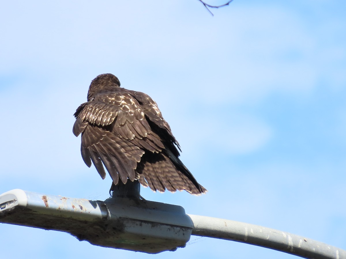 Red-tailed Hawk - ML622303100