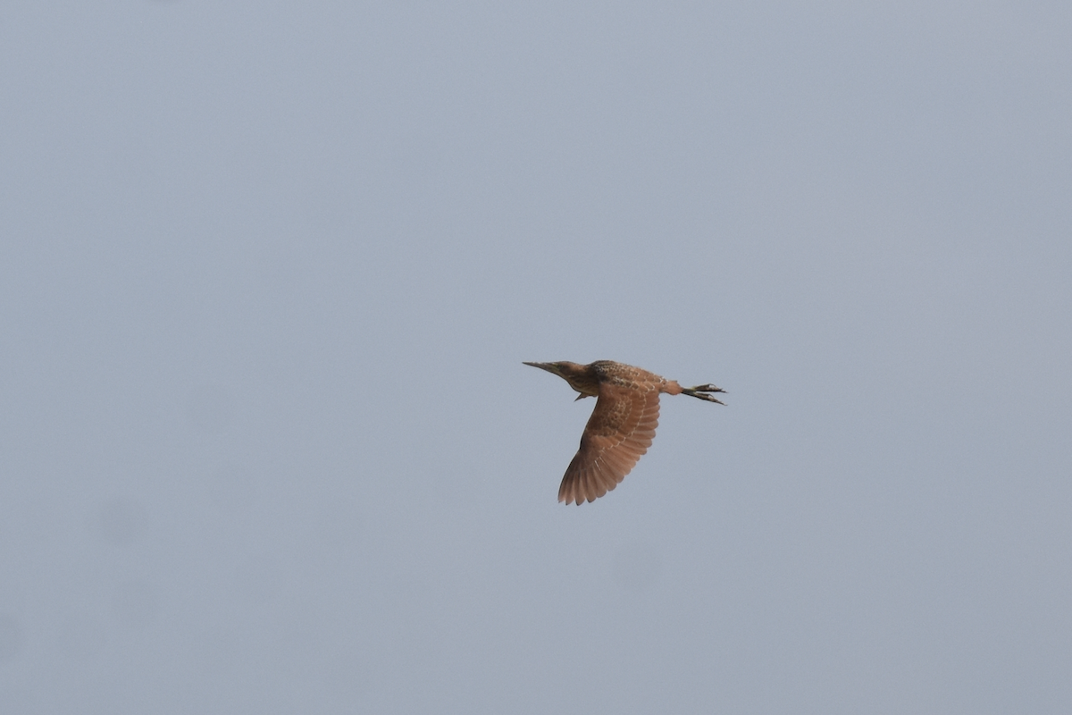 Cinnamon Bittern - ML622303103