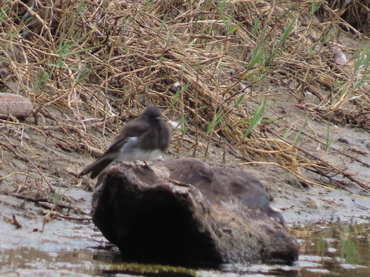 Black Phoebe - Martha Pallin