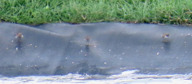 Least Sandpiper - ML622303119