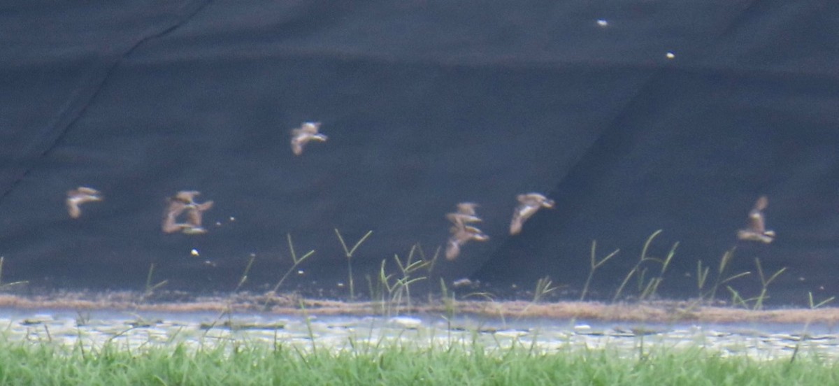 Least Sandpiper - ML622303120