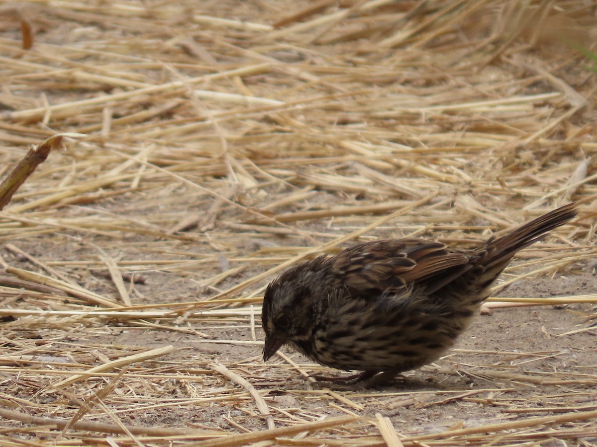 Song Sparrow - ML622303150