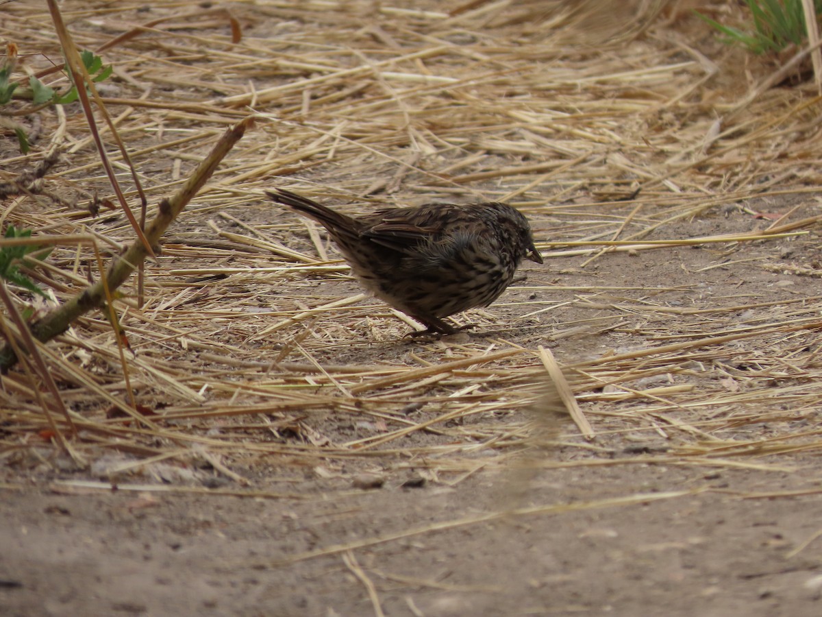 Song Sparrow - ML622303151