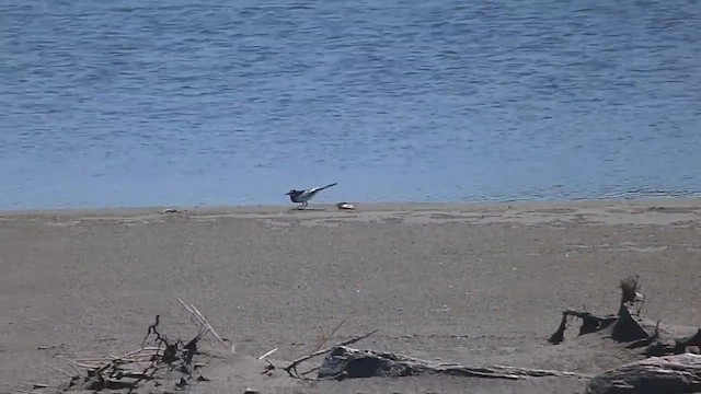 White Wagtail (Black-backed) - ML622303161