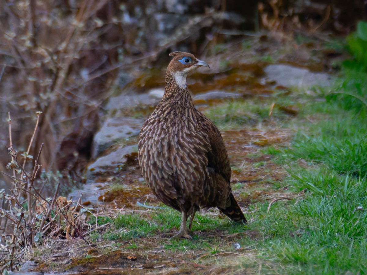 Himalayan Monal - ML622303186