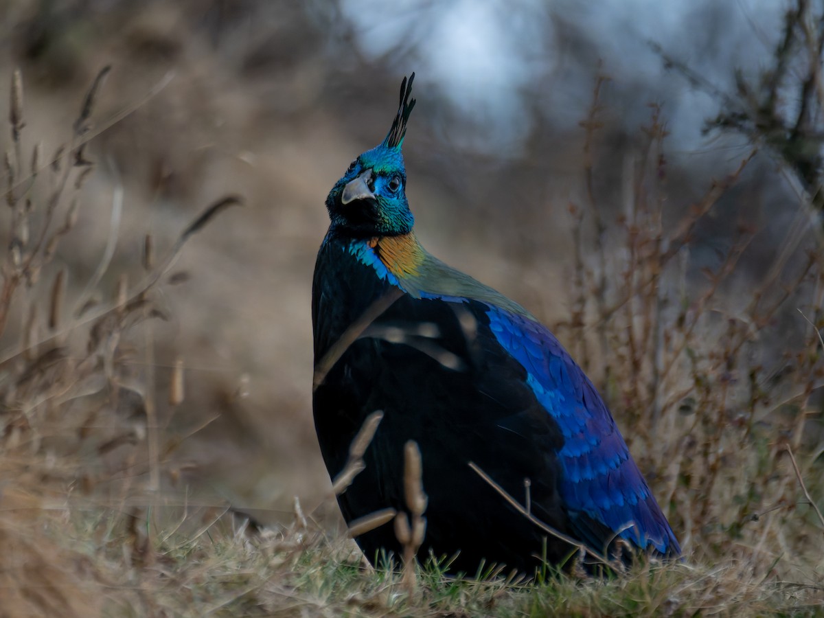 Himalayan Monal - Lynne Hertzog