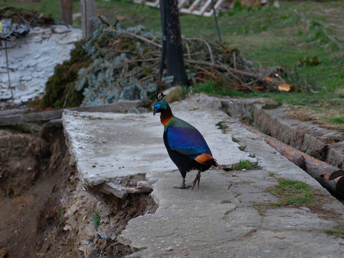 Himalayan Monal - ML622303190