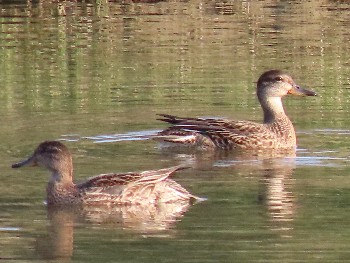 Цагаан хөмсөгт нугас - ML622303257