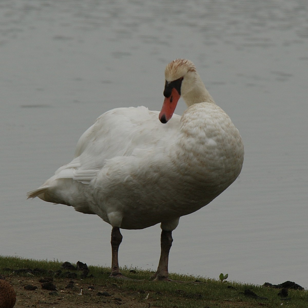 Mute Swan - ML622303284