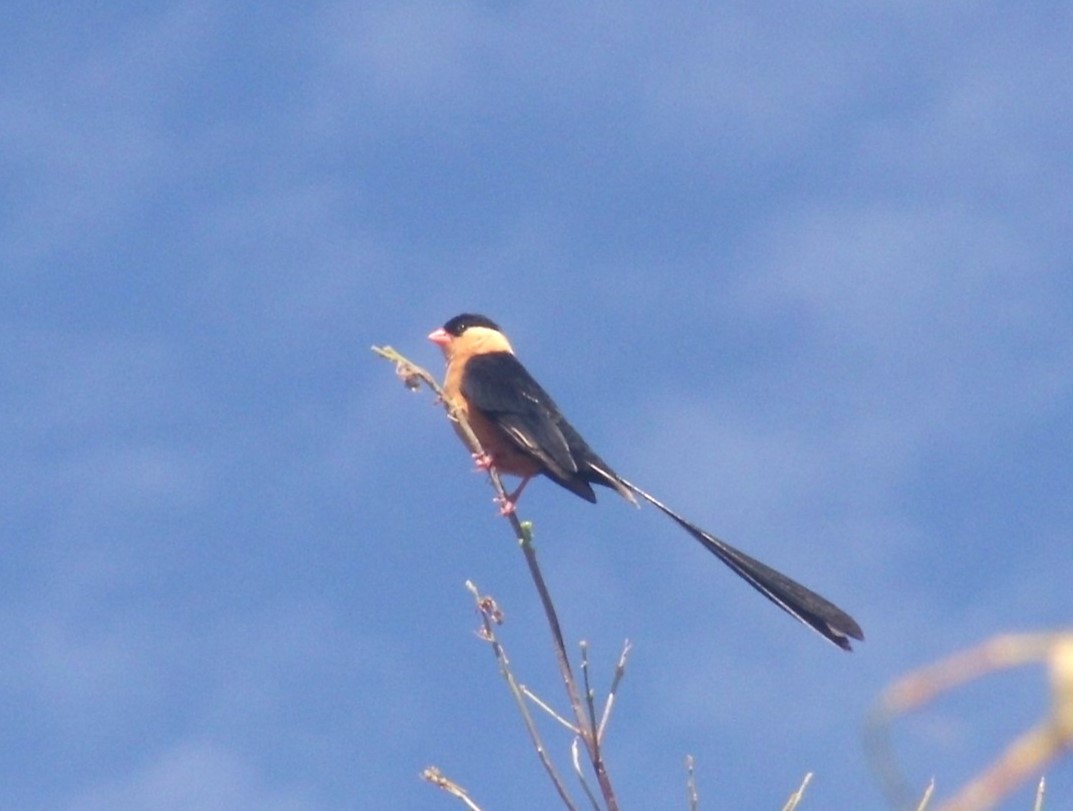 Shaft-tailed Whydah - ML622303296