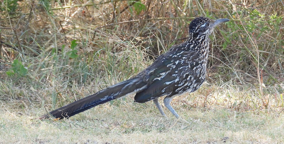 Greater Roadrunner - Joseph Cepeda