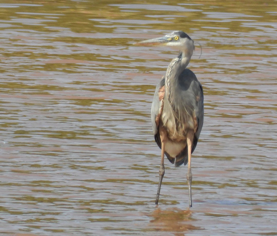 Great Blue Heron - ML622303325