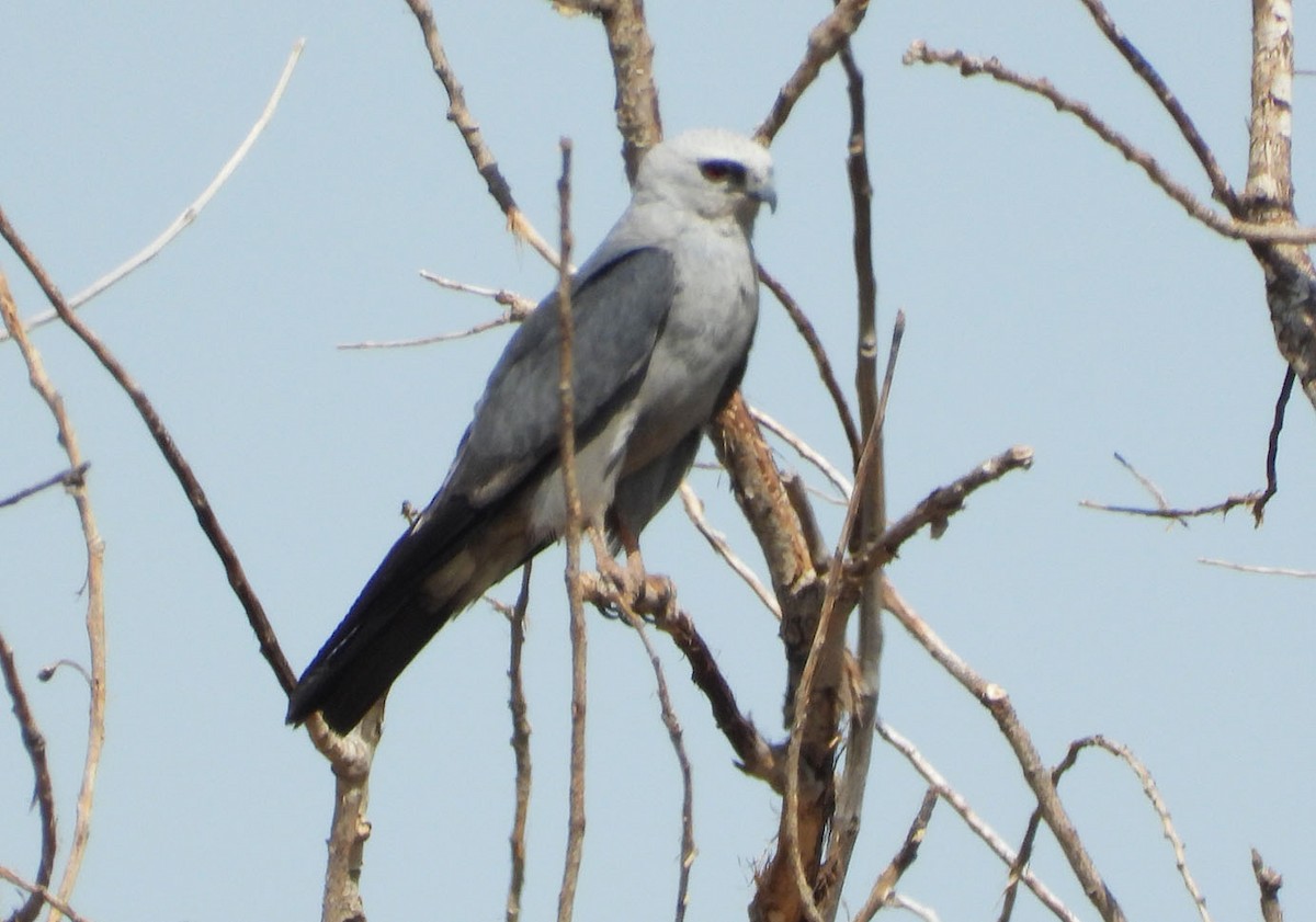 Mississippi Kite - ML622303331