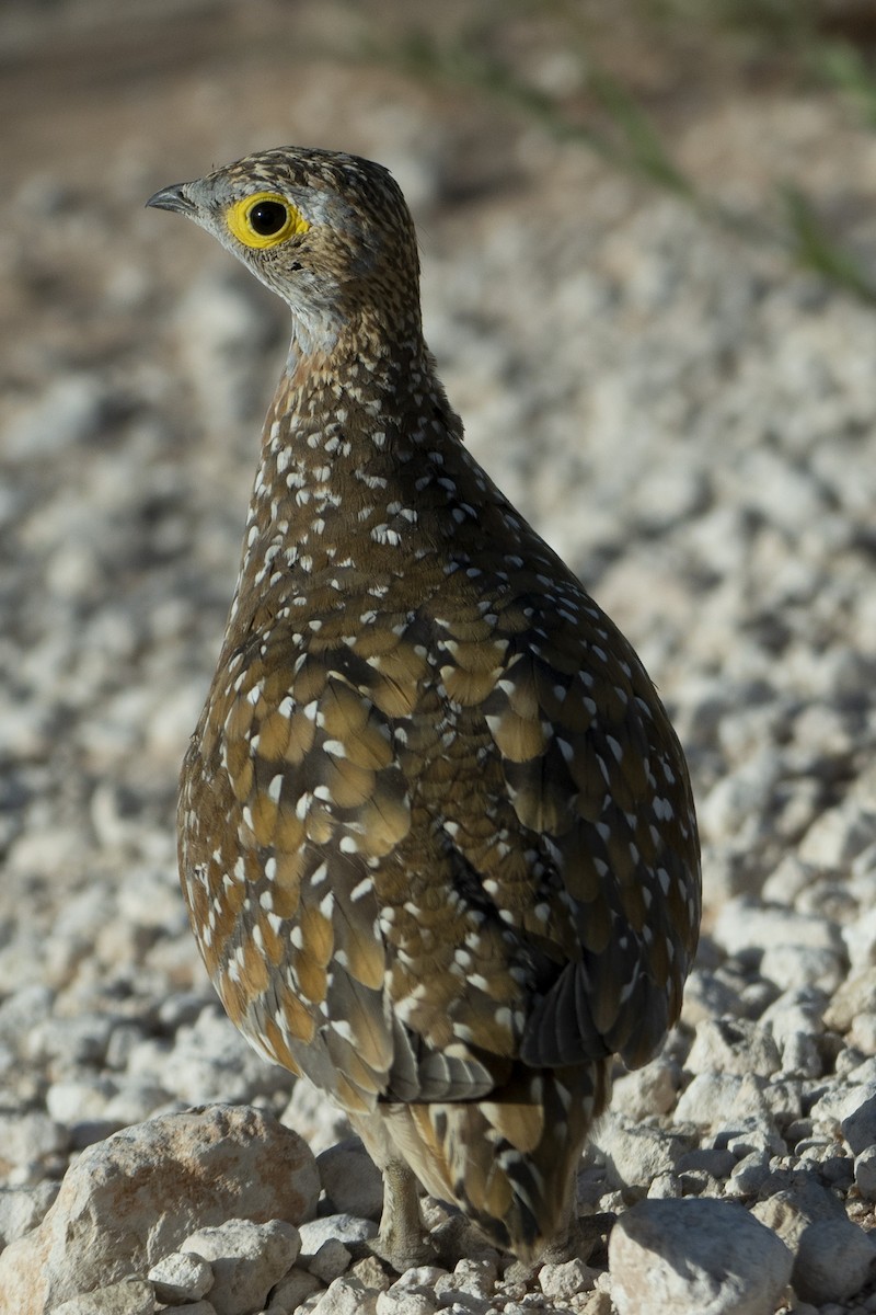 Burchell's Sandgrouse - ML622303335