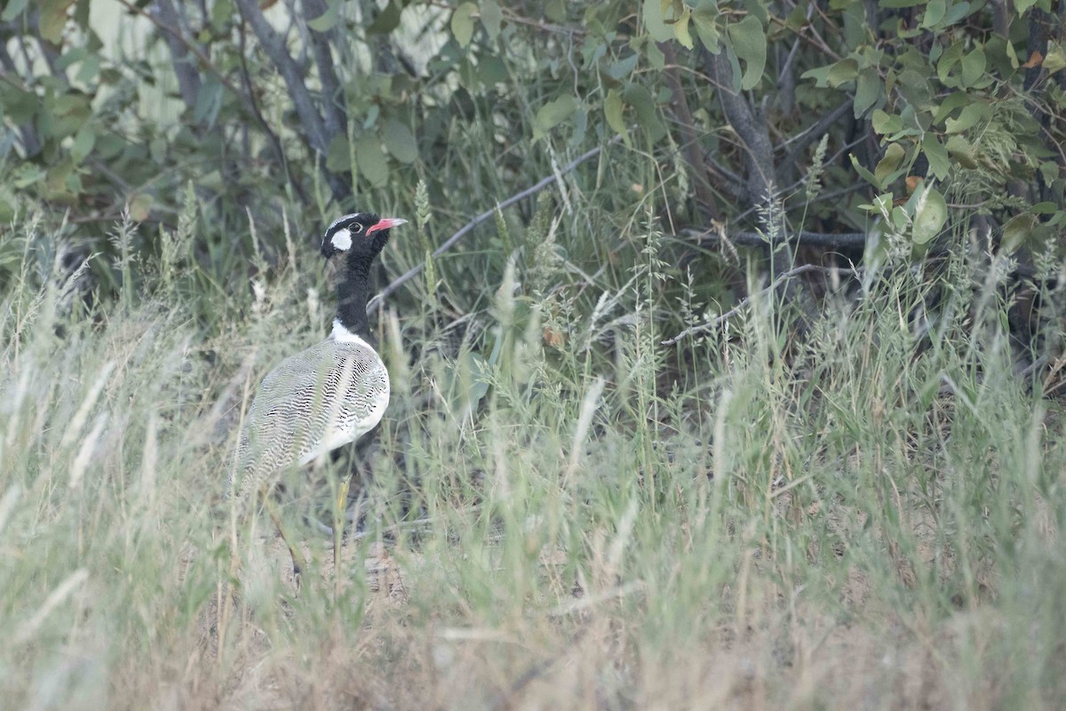 White-quilled Bustard - ML622303341