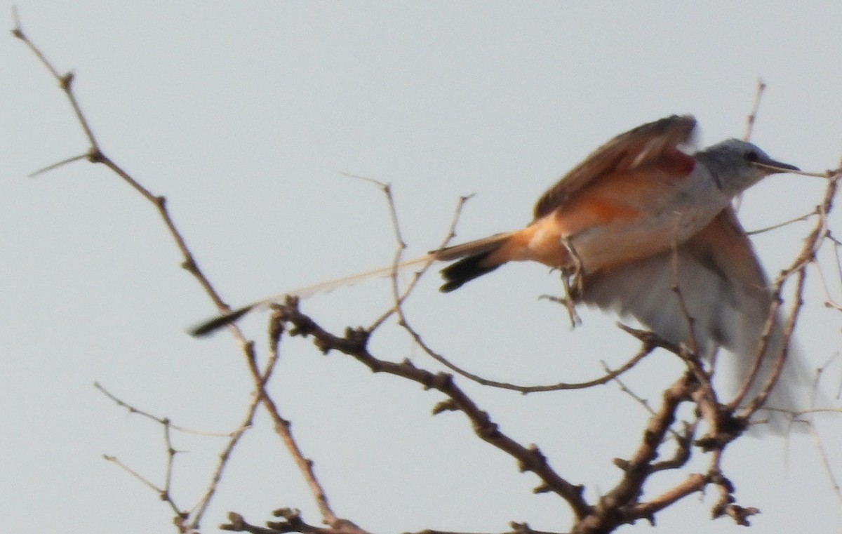 Scissor-tailed Flycatcher - ML622303343