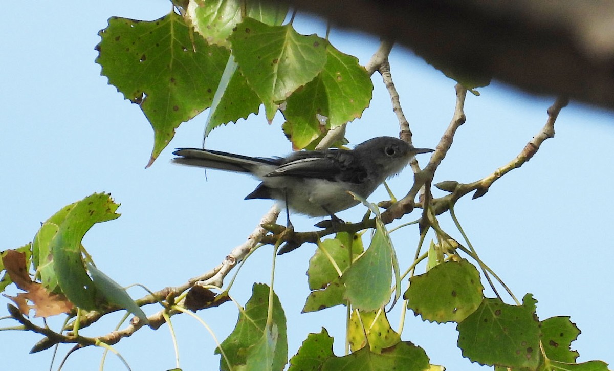 Blue-gray Gnatcatcher - ML622303359