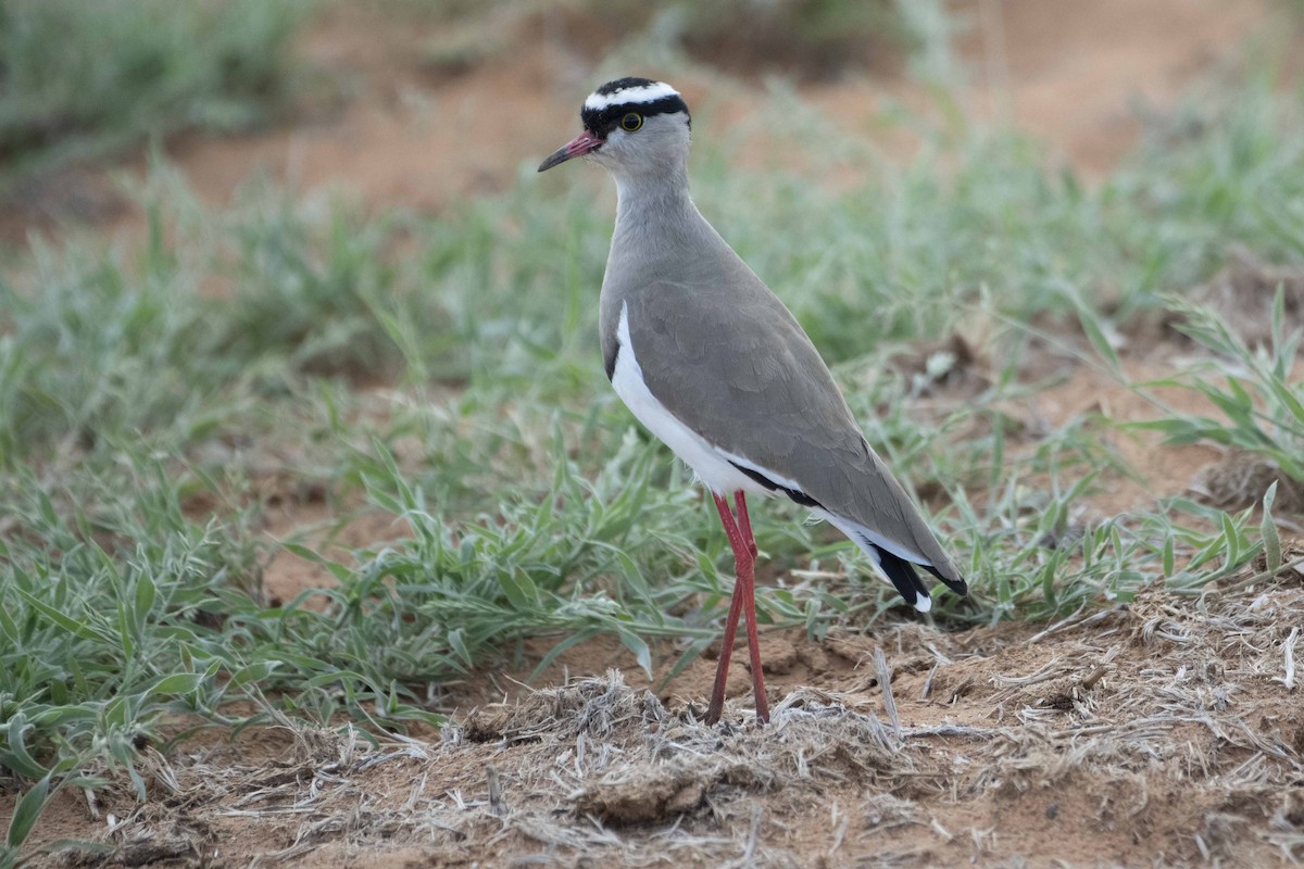 Crowned Lapwing - Finley Dennison