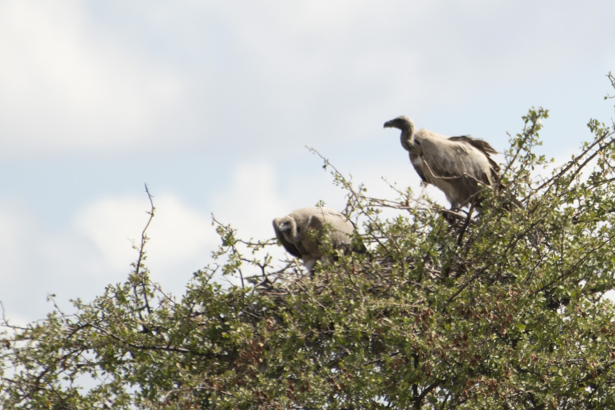 White-backed Vulture - ML622303378