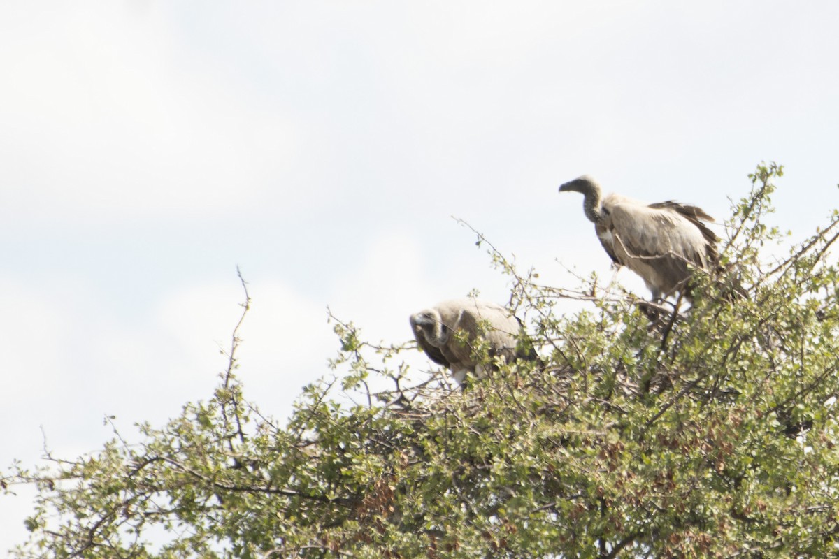 White-backed Vulture - ML622303391