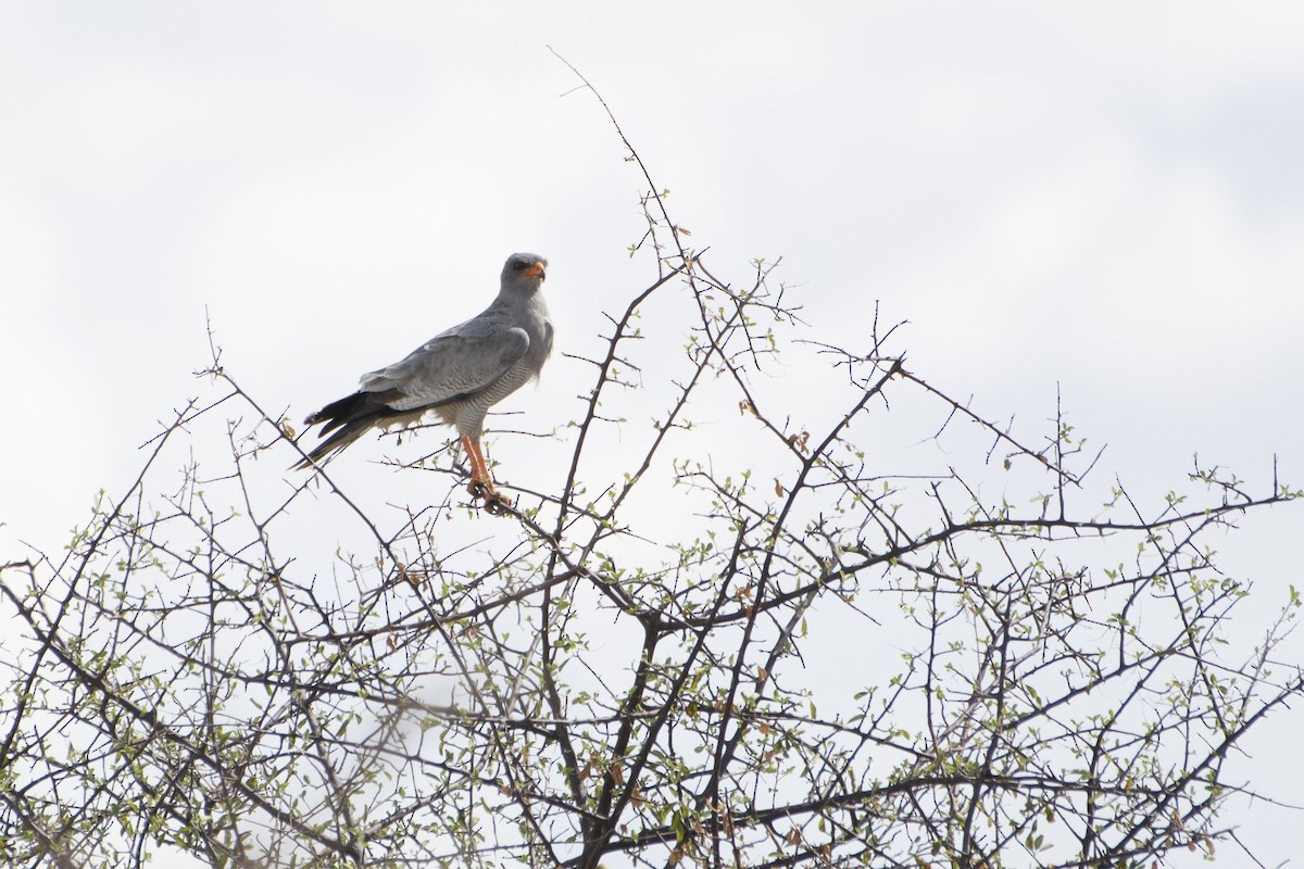 Pale Chanting-Goshawk - ML622303401